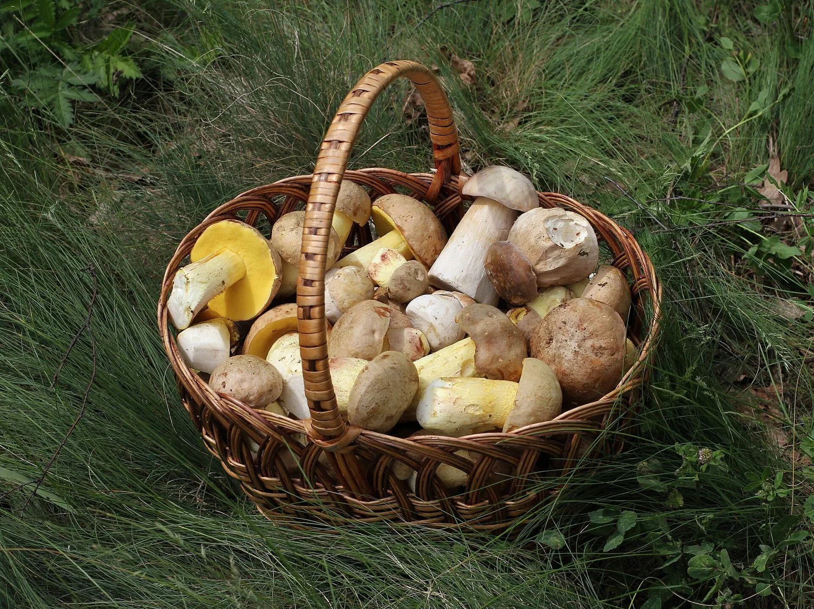 Un cesto di funghi porcini appena raccolti